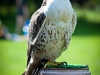 Zu Besuch in der Falknerei