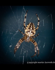 Kreuzspinne