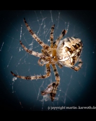 Kreuzspinne