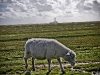 Westerheversand
