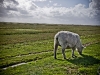 Westerheversand