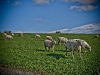 Westerheversand
