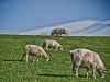 Westerheversand
