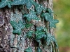 wald_001