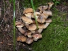wald_002