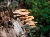 wald_003