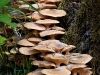 wald_004