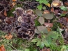 wald_005