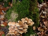 wald_006
