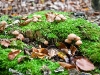 wald_007