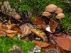 wald_008