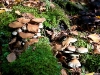 wald_010