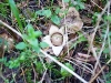 wald_011