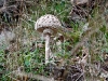 wald_014