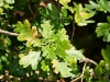 wald_017